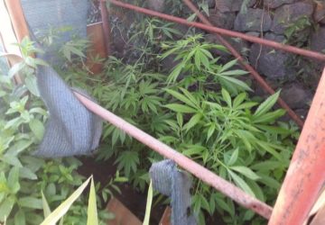 Acireale, coltivazione fai da te di marijuana. Un arresto