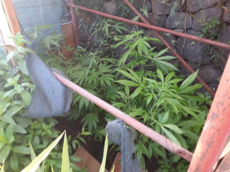 Acireale, coltivazione fai da te di marijuana. Un arresto