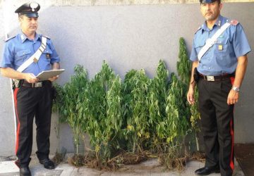 Aci S.Antonio, scoperta mini piantagione fai da te:  due arresti