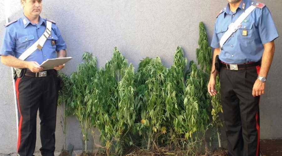 Aci S.Antonio, scoperta mini piantagione fai da te:  due arresti