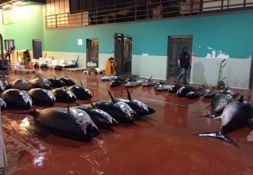 Riposto, nuovo imponente sequestro di tonno rosso VIDEO