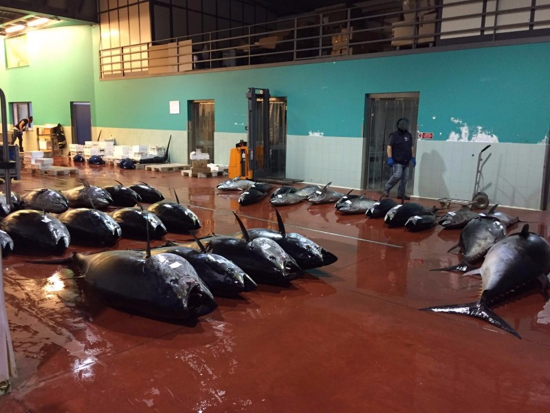 Riposto, nuovo imponente sequestro di tonno rosso VIDEO