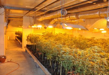 Catania, scoperta una piantagione di marijuana: tre arresti