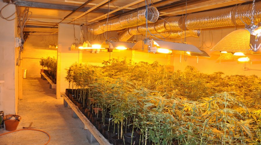 Catania, scoperta una piantagione di marijuana: tre arresti