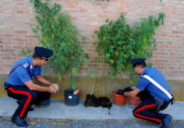 Castelmola: coltivava marijuana accanto a pomodori e frutta. Arrestato