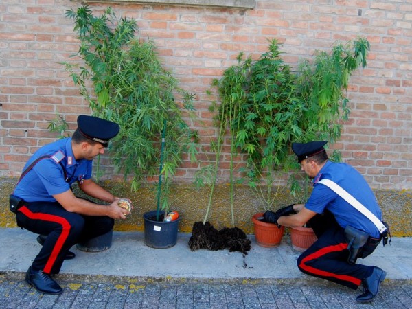 Castelmola: coltivava marijuana accanto a pomodori e frutta. Arrestato