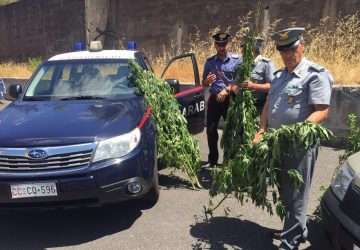 Cesarò: scoperta un’altra piantagione di marijuana