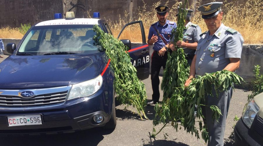 Cesarò: scoperta un’altra piantagione di marijuana