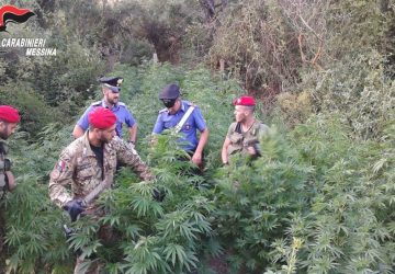 Nebrodi: in manette un &ldquo;coltivatore&rdquo; di canapa indiana. Sequestrata piantagione di 500 piante VIDEO