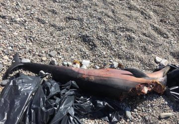 Calatabiano: rinvenuta carcassa di delfino in contrada Pianotta