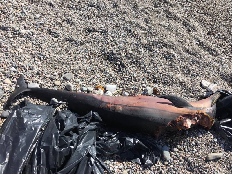 Calatabiano: rinvenuta carcassa di delfino in contrada Pianotta