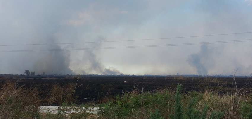 Incendio sterpaglie in un terreno a Montargano