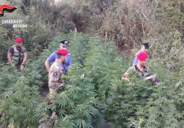 Assessore comunale col pollice verde arrestato mentre irriga piantagione di canapa indiana VIDEO