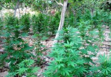 Coltivano 2.500 piante di canapa: arrestate tre persone di Aci Catena e una di Licodia Eubea VIDEO FOTO