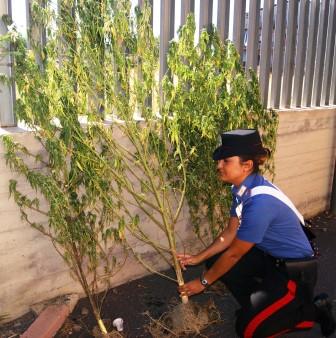 Adrano: &ldquo;beccati&rdquo; ad innaffiare piante di canapa indiana. Uno arrestato, l&rsquo;altro denunciato