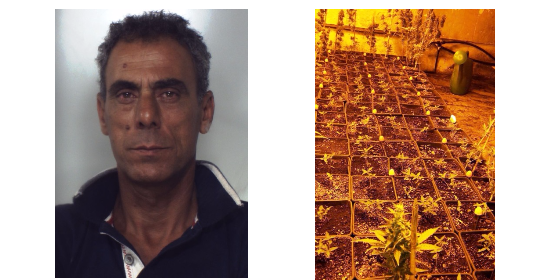 Blitz antidroga: scoperta serra di canapa indiana a Nicolosi