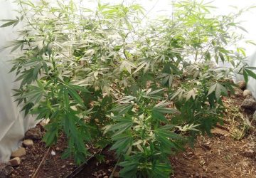 Patern&ograve;, coltivazione fai da te di canapa indiana: un arresto