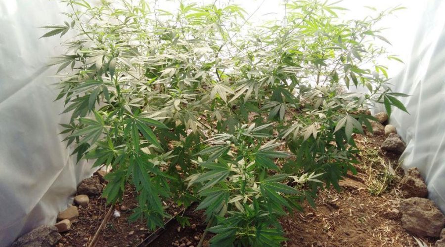 Paternò, coltivazione fai da te di canapa indiana: un arresto