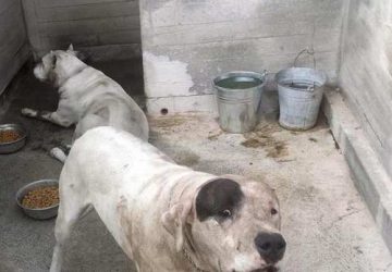 Mascalucia, bimbo sbranato dai cani: indagano i carabinieri