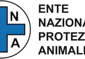 Riposto: Enpa e Polizia Municipale salvano due cani legati a catena corta. Denunciato il proprietario