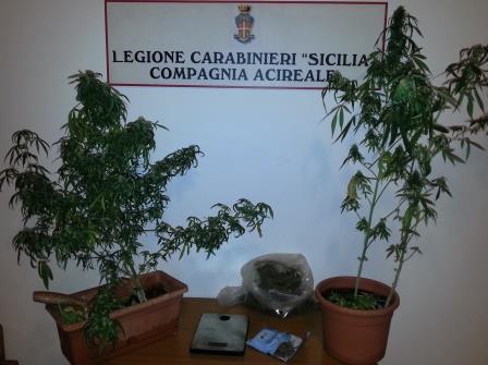 Aci Catena: giardiniere “di professione” coltivava canapa indiana. Arrestato