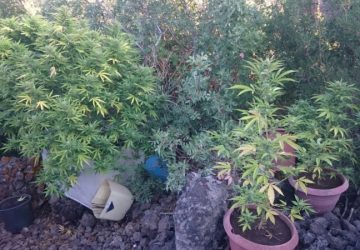 Belpasso: beccato sorvegliato speciale col pollice verde. Arrestato