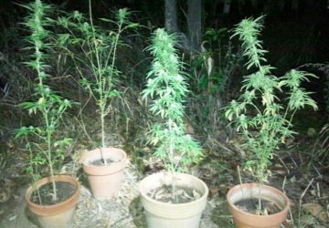 Disoccupato si dedica alla coltivazione di canapa indiana. Arrestato