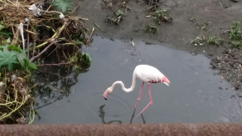 Mascali: un fenicottero rosa nella spiaggia di Sant’Anna