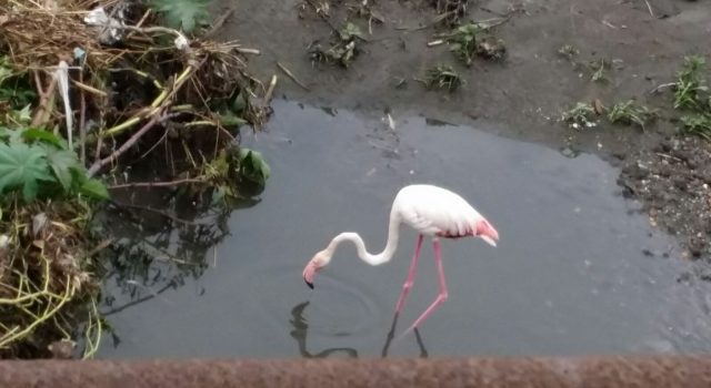 Mascali: un fenicottero rosa nella spiaggia di Sant’Anna