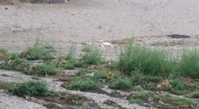 Mascali: un fenicottero rosa nella spiaggia di Sant’Anna