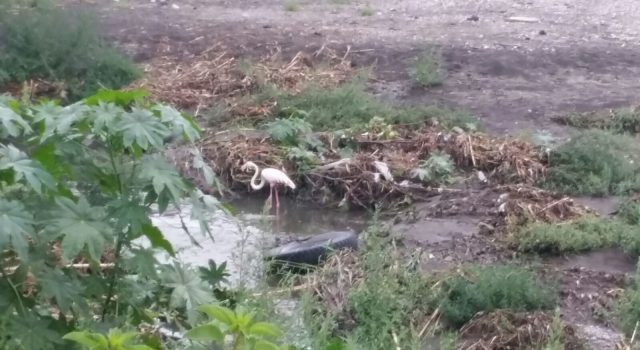 Mascali: un fenicottero rosa nella spiaggia di Sant’Anna