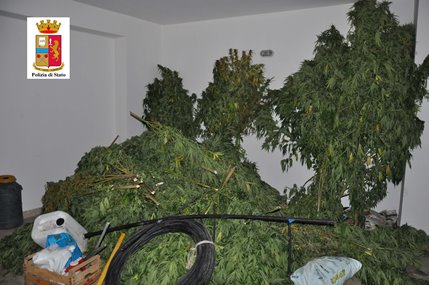 Adrano: rinvenuta piantagione di marijuana. Sequestrati ben 40 kg di droga