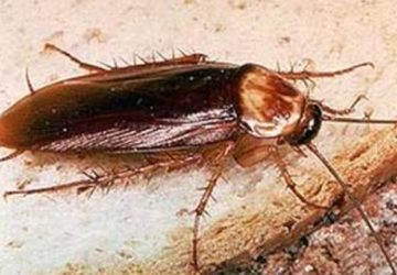 Catania, controlli negli esercizi commerciali: chiuso un bar infestato da blatte