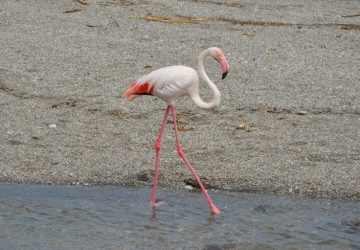 Nonostante le cure &egrave; deceduto il fenicottero rosa trovato a S. Anna