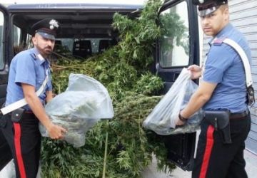 Acireale: arrestato coltivatore di marijuana