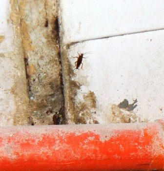 Catania, blatte in panificio e alimenti in cattivo stato di conservazione nelle macellerie: tre denunce