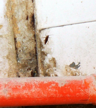 Catania, blatte in panificio e alimenti in cattivo stato di conservazione nelle macellerie: tre denunce