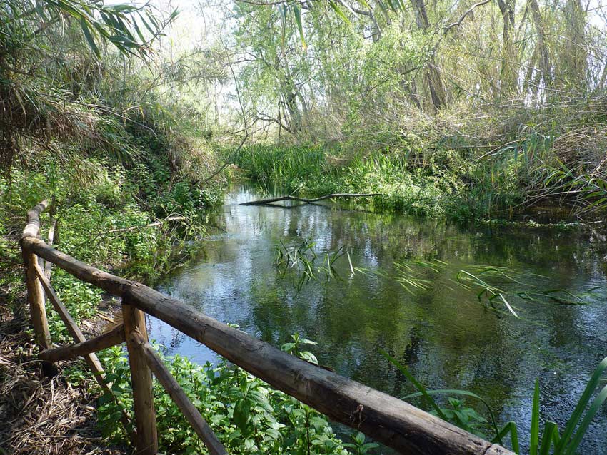 Progetto per la gestione condivisa della riserva naturale orientata fiume Fiumefreddo