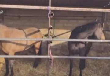 Scoperto dai Nas un macello abusivo di cavalli VIDEO