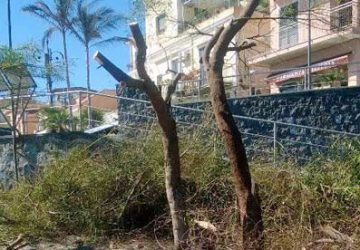 Aci Trezza e le mimose capitozzate: gli operai utilizzati dall&rsquo;Agt sono dei giardinieri?