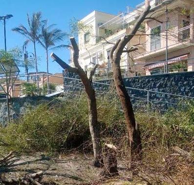 Aci Trezza e le mimose capitozzate: gli operai utilizzati dall’Agt sono dei giardinieri?