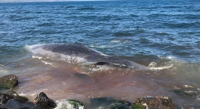Riposto, trovato capodoglio morto in riva al mare