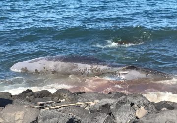 Riposto, trovato capodoglio morto in riva al mare