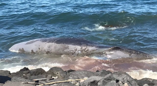 Riposto, trovato capodoglio morto in riva al mare