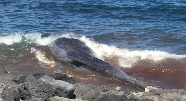 Riposto, trovato capodoglio morto in riva al mare