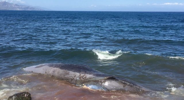 Riposto, trovato capodoglio morto in riva al mare