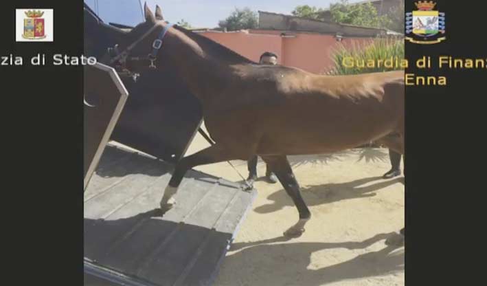 Corse clandestine di cavalli: otto arresti tra le province di Catania, Enna e Caltanissetta VIDEO
