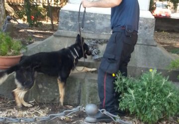 Zafferana, cani antidroga scovano 400 grammi di marijuana nella villa comunale