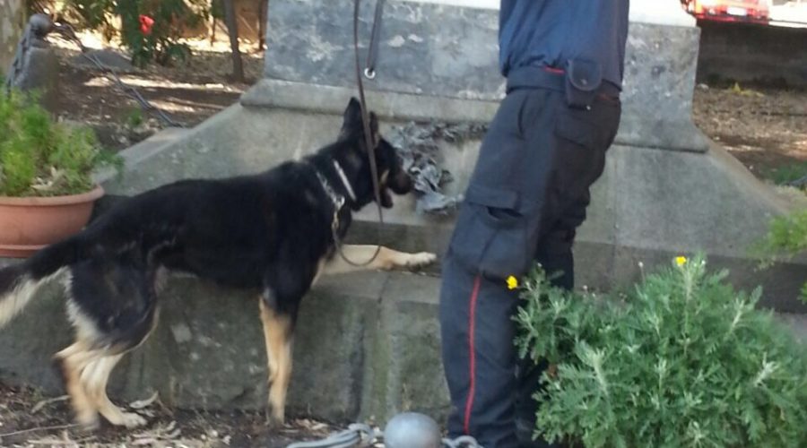 Zafferana, cani antidroga scovano 400 grammi di marijuana nella villa comunale