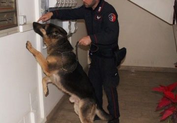 Mascali, ai domiciliari deteneva marijuana a casa. A scovarla il cane del nucleo cinofili Indic